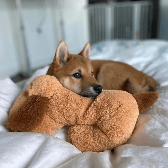 Snuggle Buddy